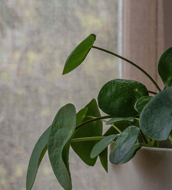 Chinese Money Plant & Windsor Sage