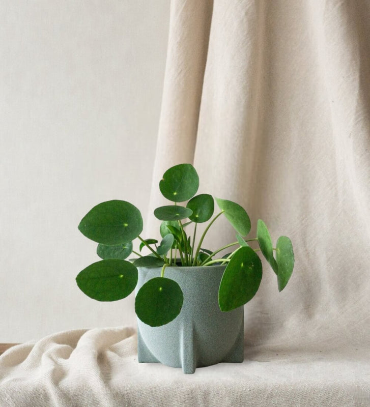 Chinese Money Plant & Windsor Sage