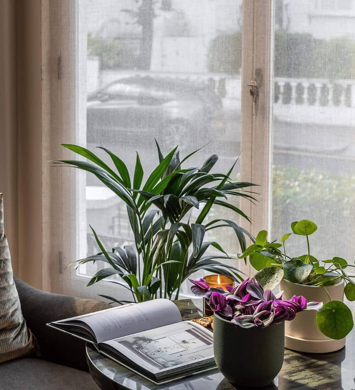 Chinese Money Plant & Windsor Sage
