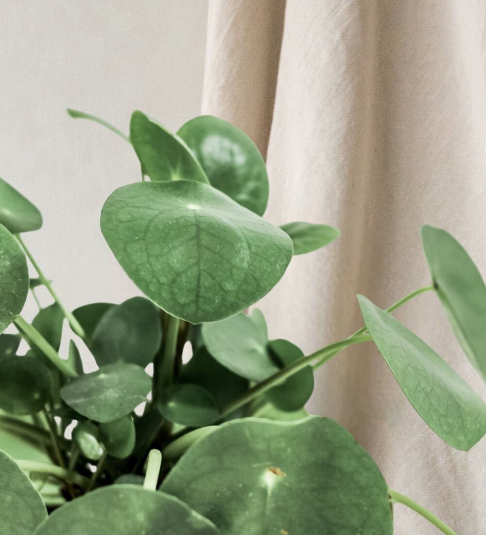 round leaf chinese money plant Chinese Money Plant | Pilea Peperomioides | Buy Plants Online | Leaf Envy