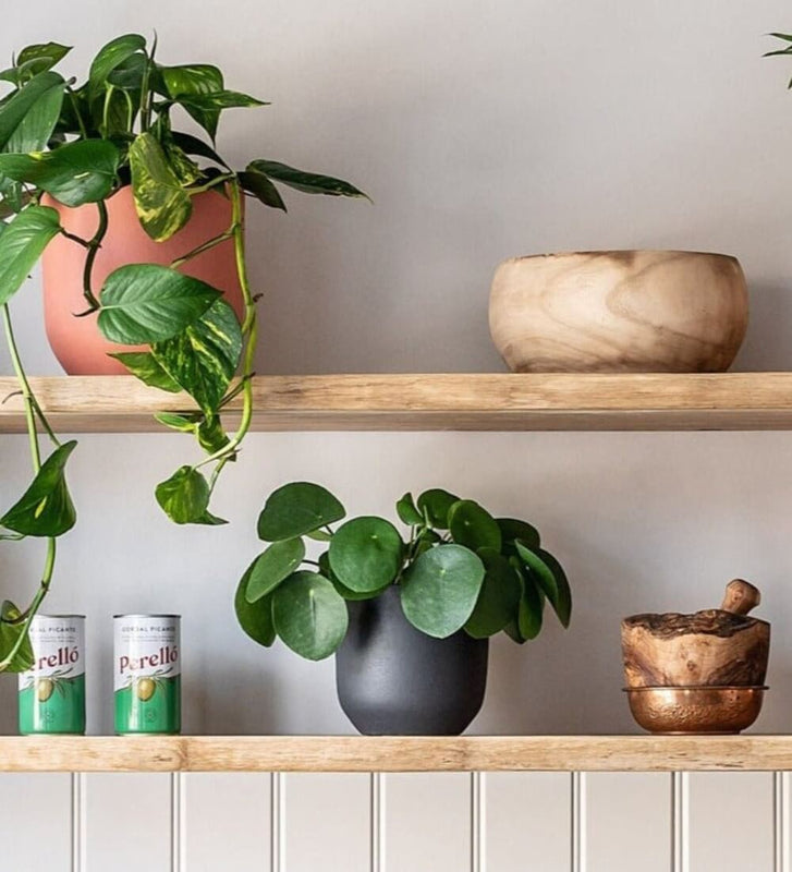 Chinese Money Plant & Windsor Sage
