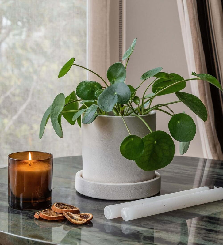 Chinese Money Plant & Windsor Sage