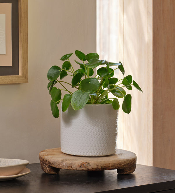 Chinese Money Plant