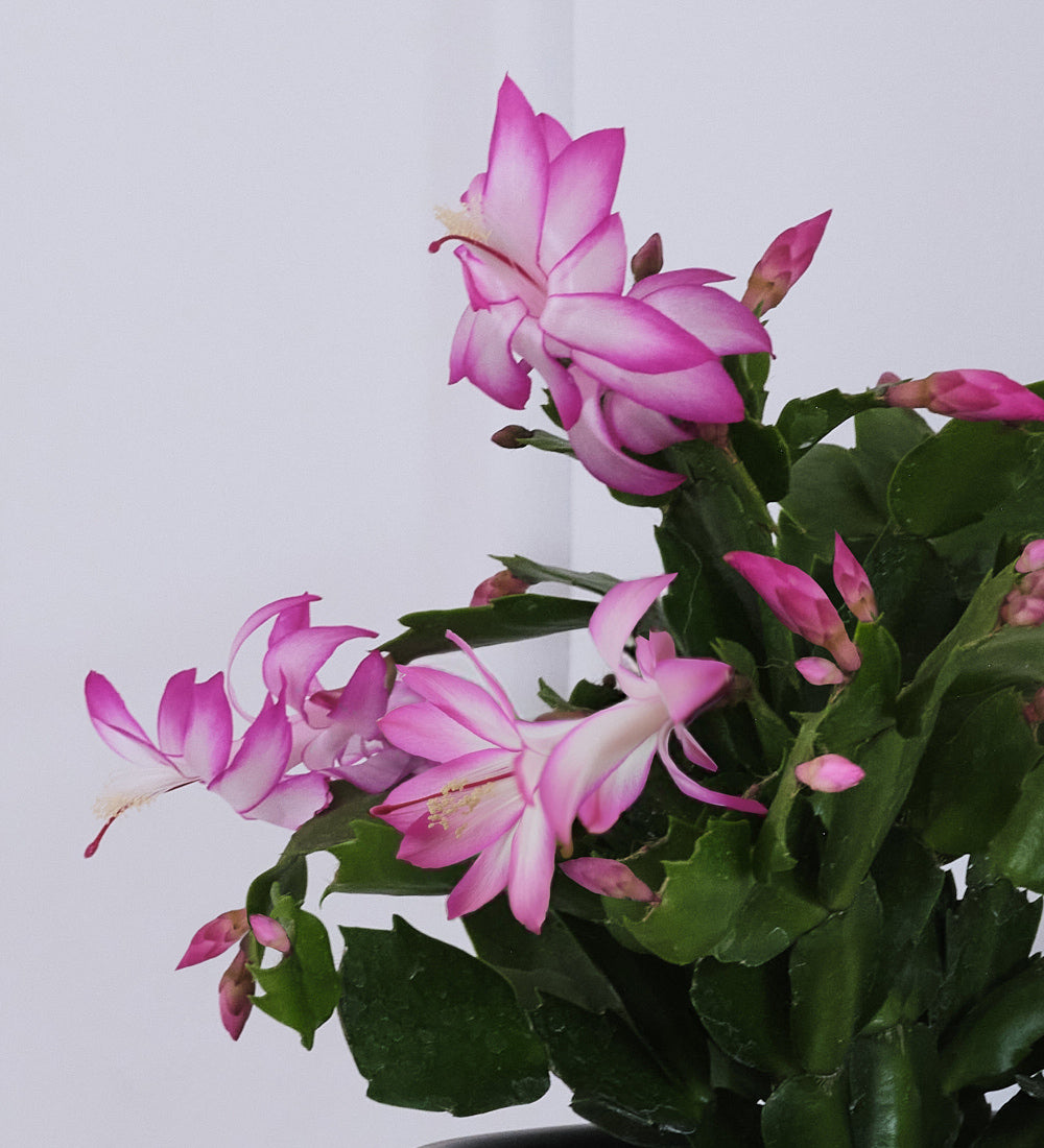 Pink Christmas Cactus & Pot