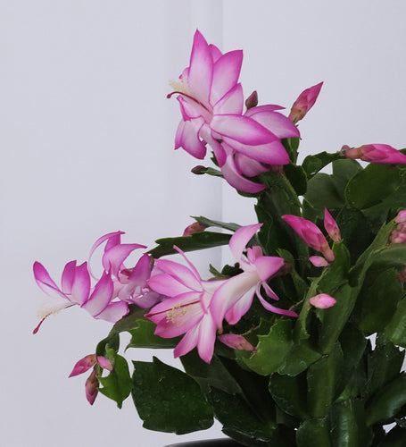 Pink Christmas Cactus & Pot