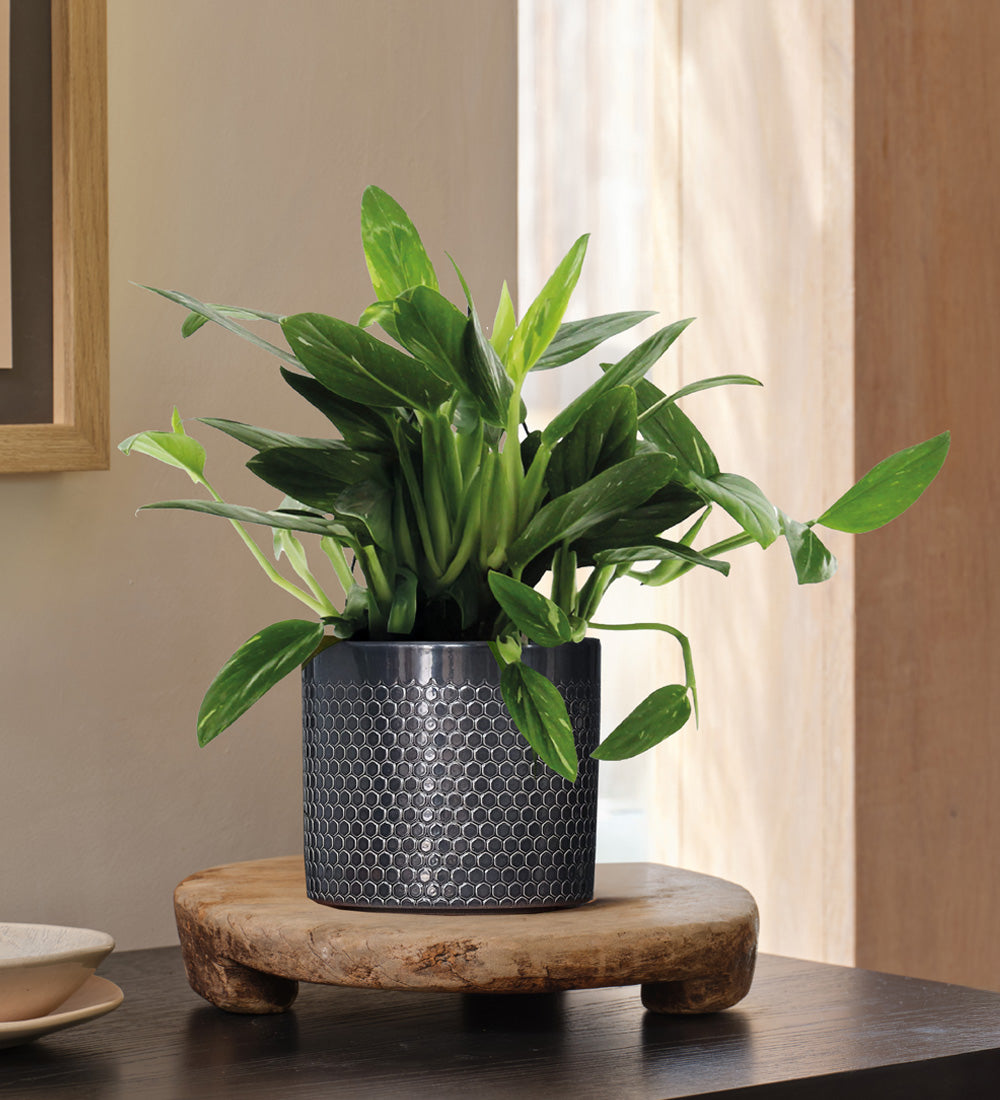 Philodendron Cobra Hanging