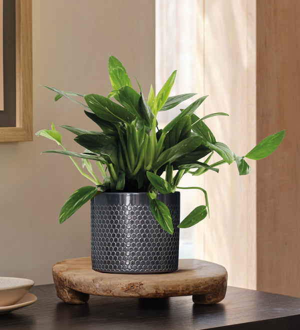 Philodendron Cobra Hanging