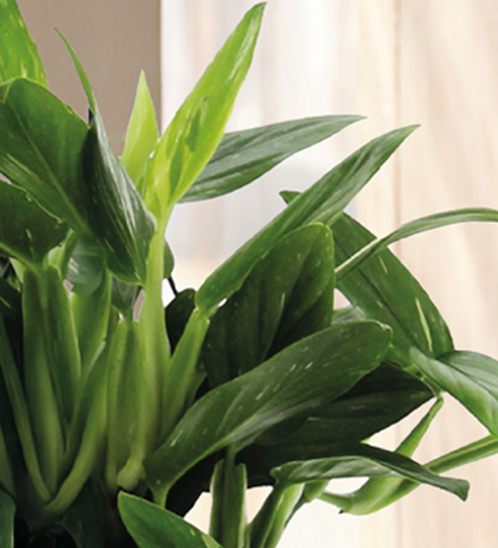 Philodendron Cobra Hanging