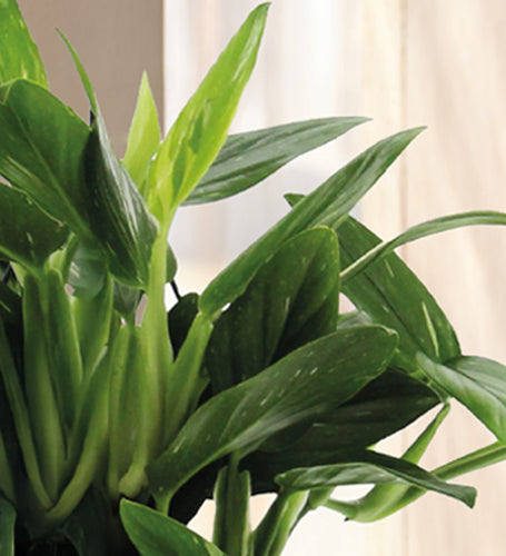 Philodendron Cobra Hanging
