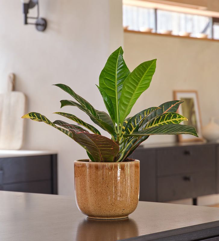 Codiaeum Petra