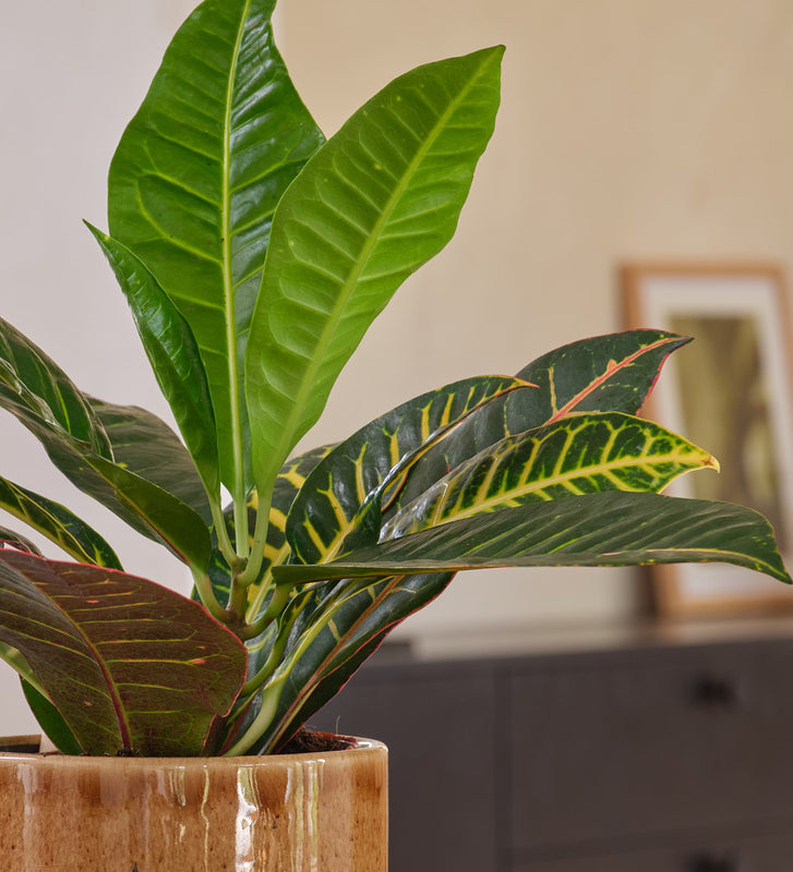 Codiaeum Petra