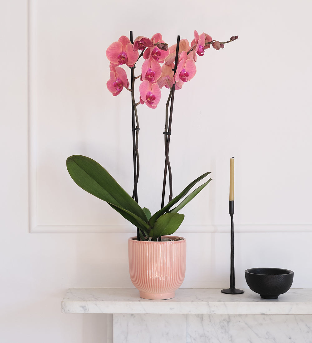 Coral Orchid & Pot