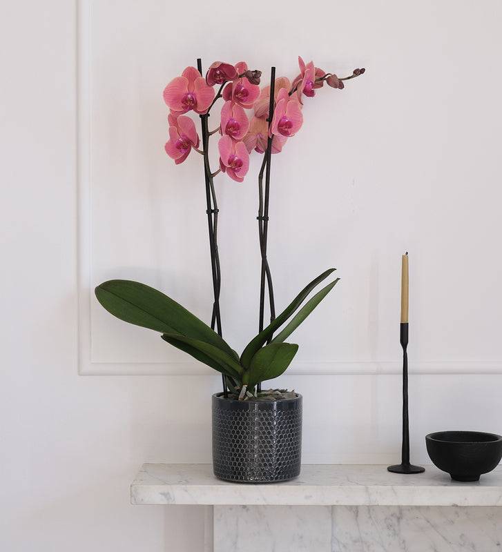 Coral Orchid & Pot