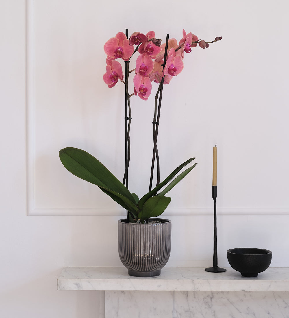 Coral Orchid & Pot