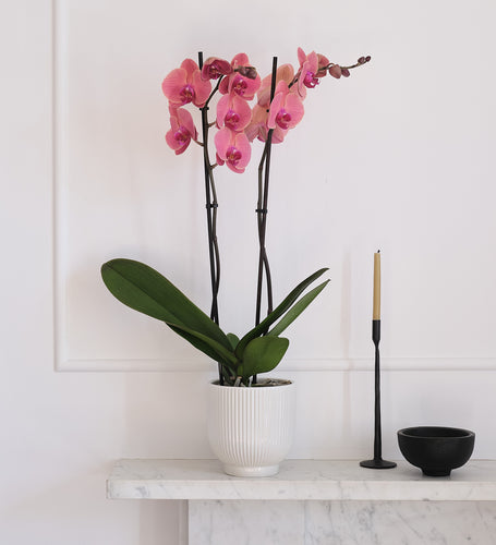 Coral Orchid & Pot