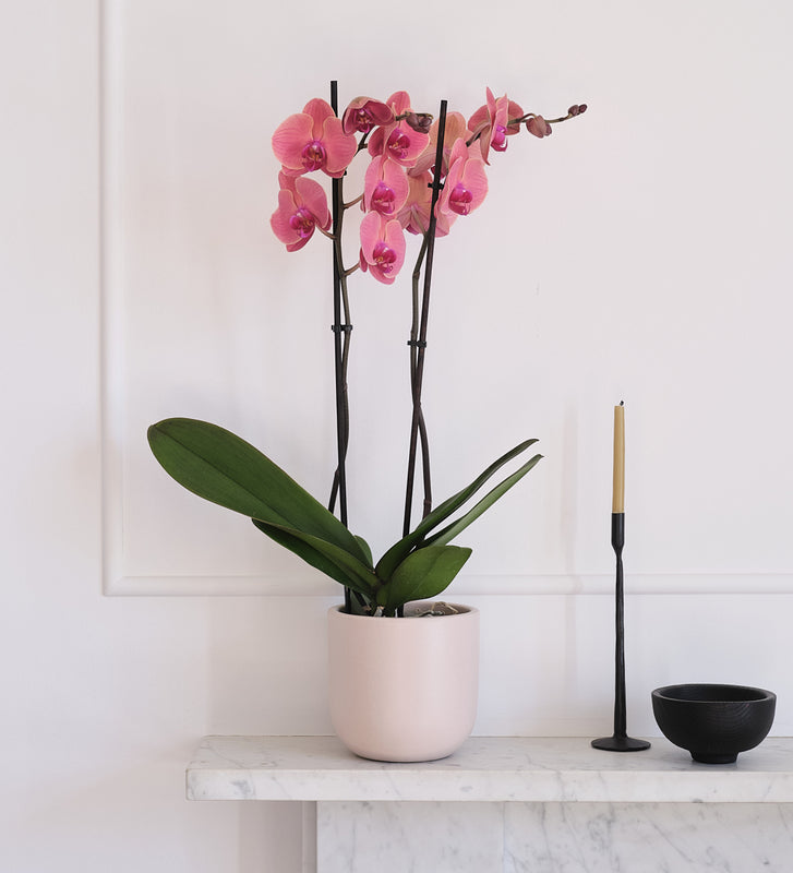 Coral Orchid & Pot