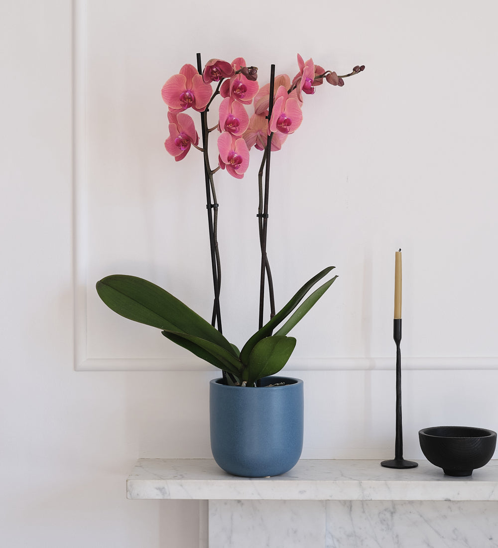 Coral Orchid & Pot