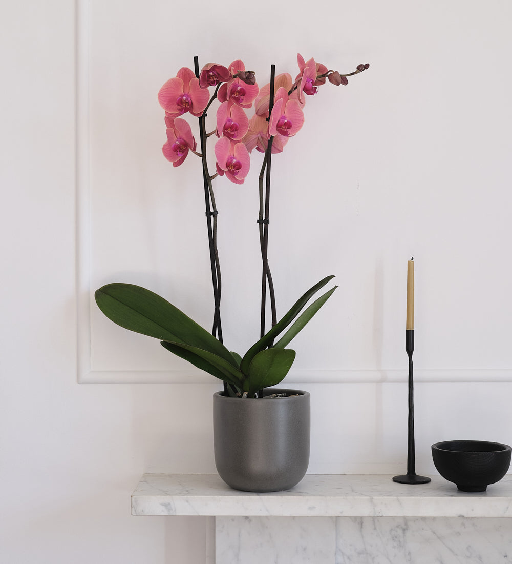 Coral Orchid & Pot