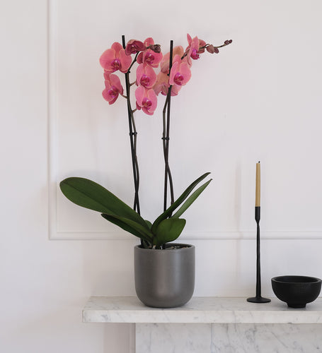 Coral Orchid & Pot