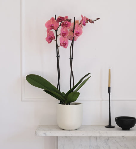 Coral Orchid & Pot