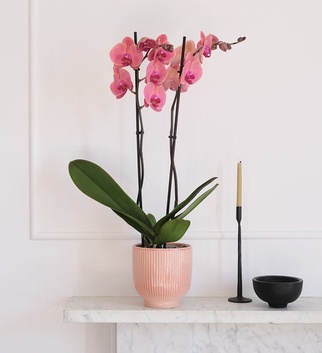Coral Orchid & Pot