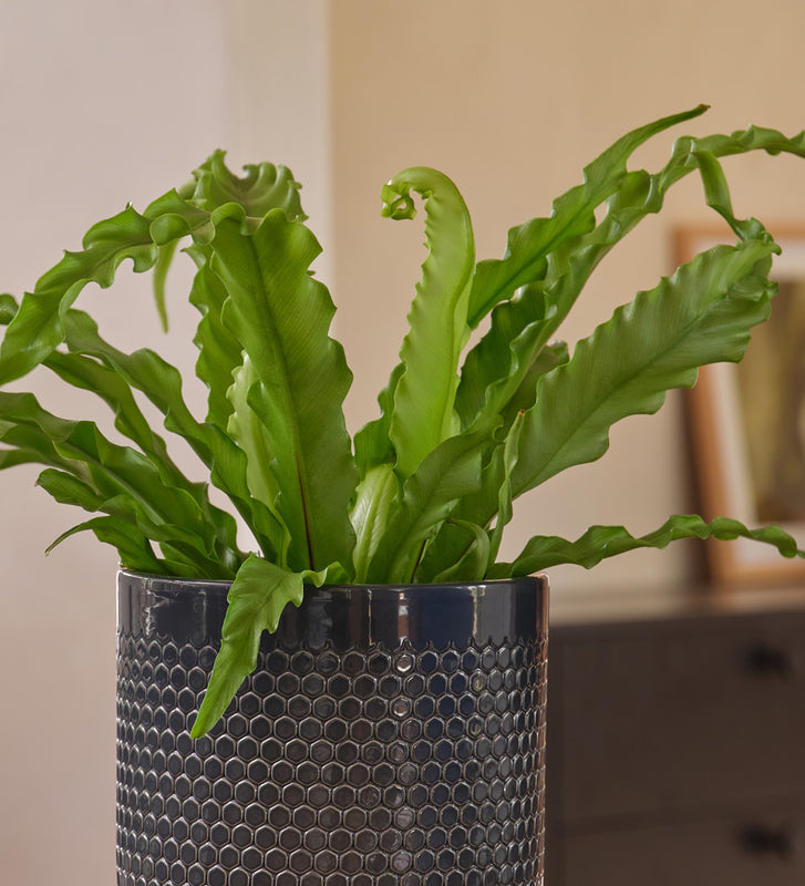 Birds Nest Fern & Pot