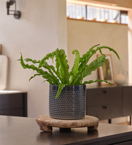 Birds Nest Fern & Pot