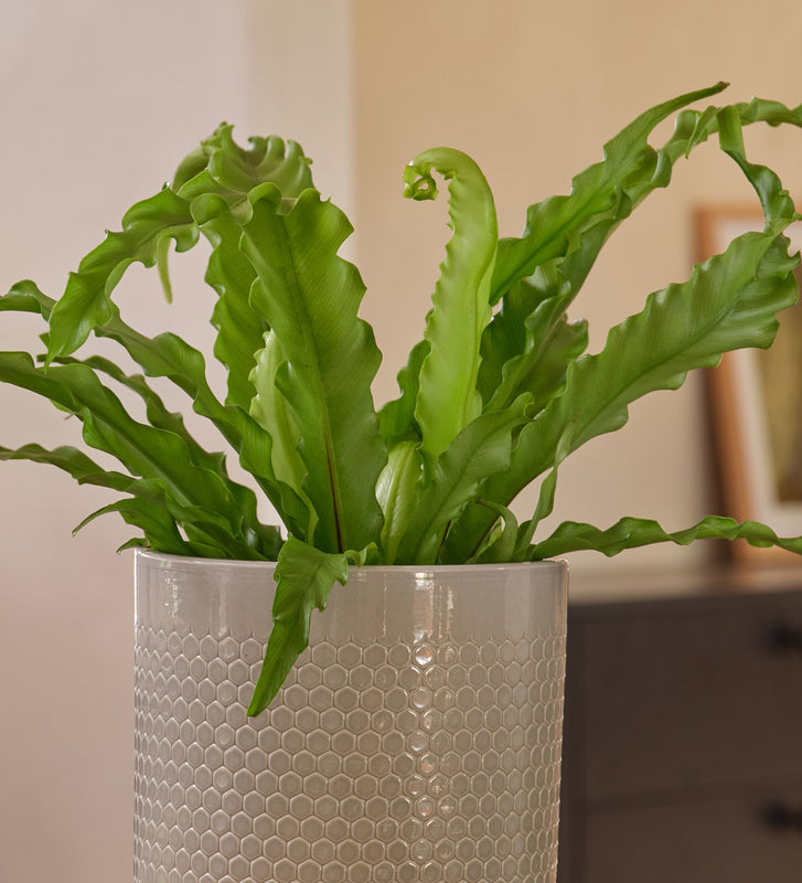 Birds Nest Fern & Pot