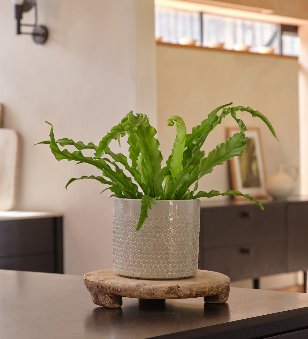 Birds Nest Fern & Pot