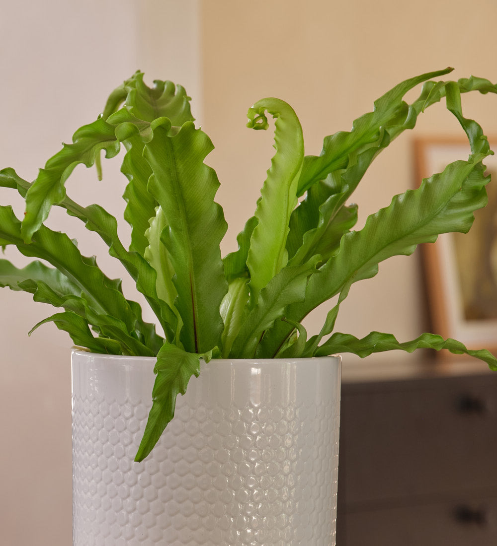 Birds Nest Fern & Pot