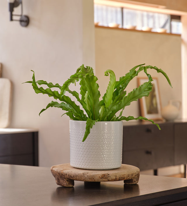 Birds Nest Fern & Pot