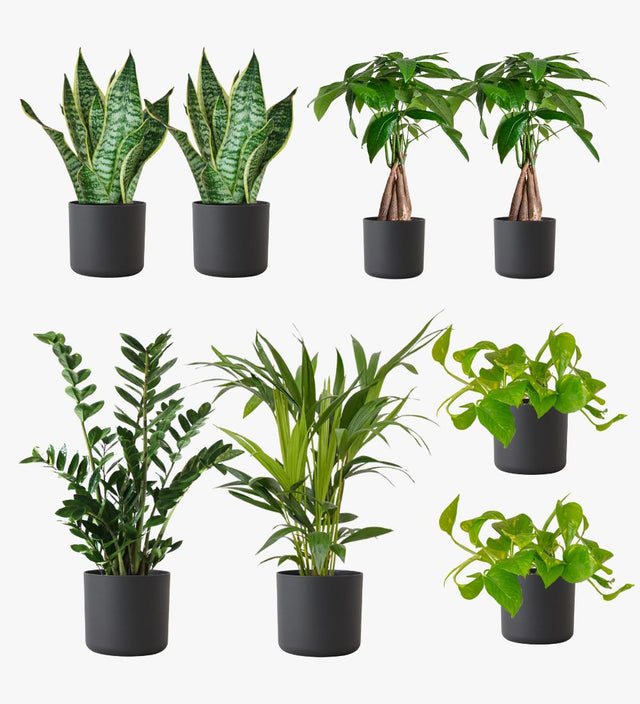 Graphite Desktop Bundle