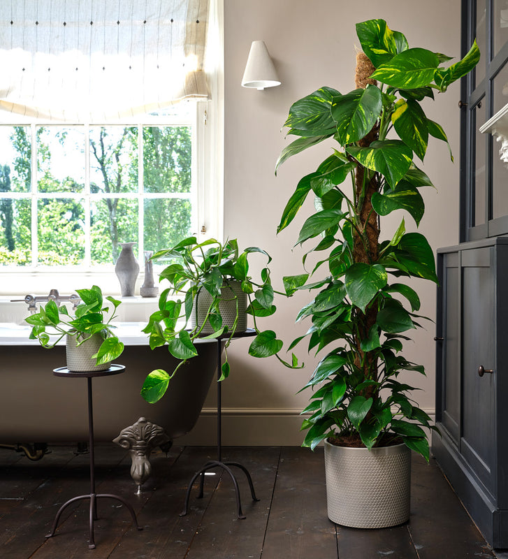 Golden Pothos