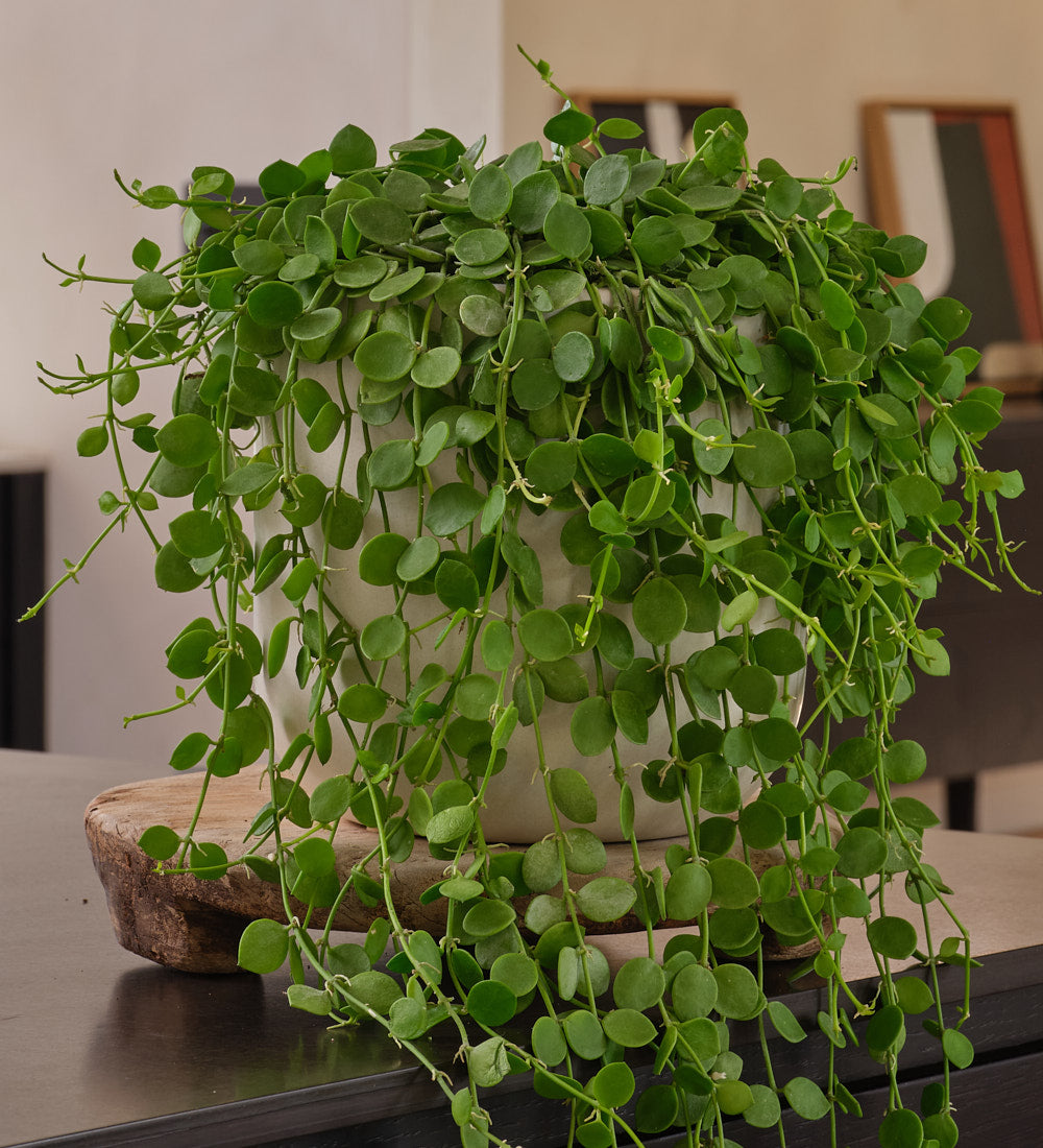 Dischidia Nummalaria