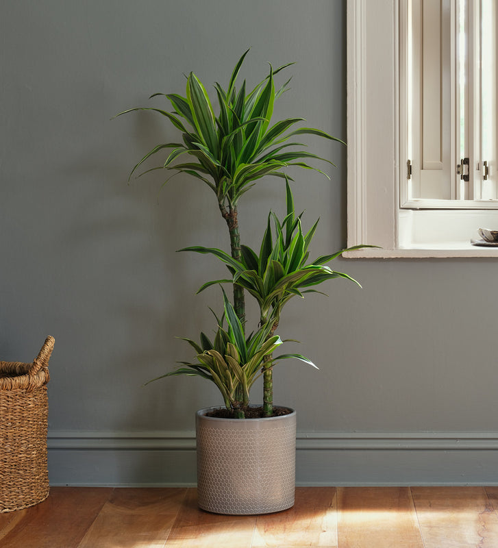 Dracaena Lemon & Lime Large