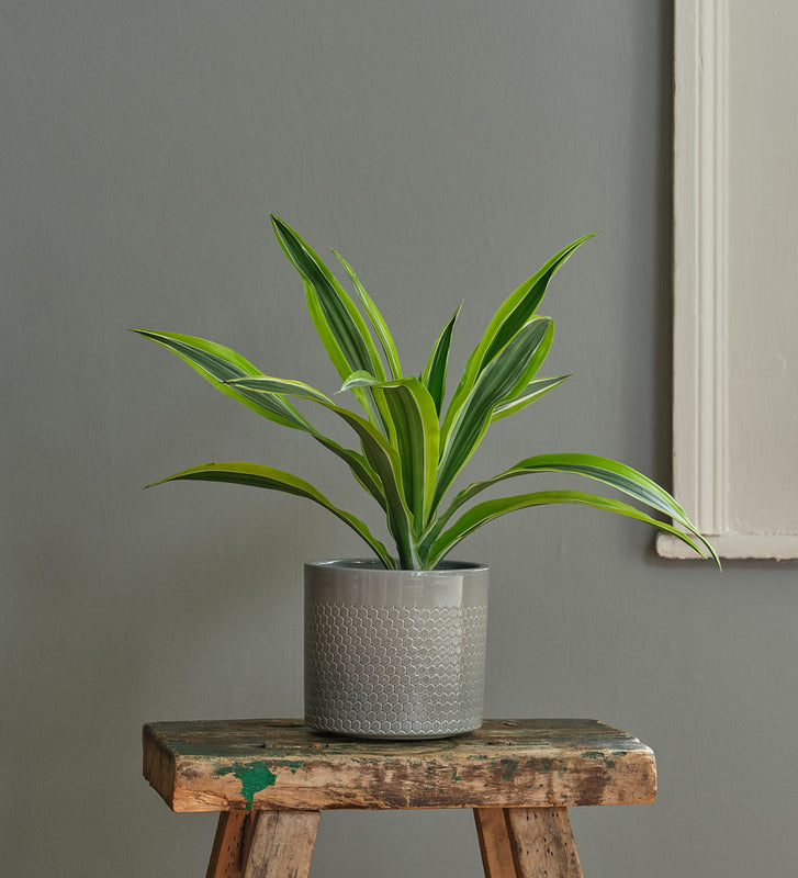 Dracaena Lemon & Lime