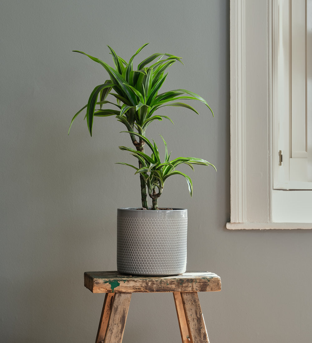 Dracaena Lemon & Lime