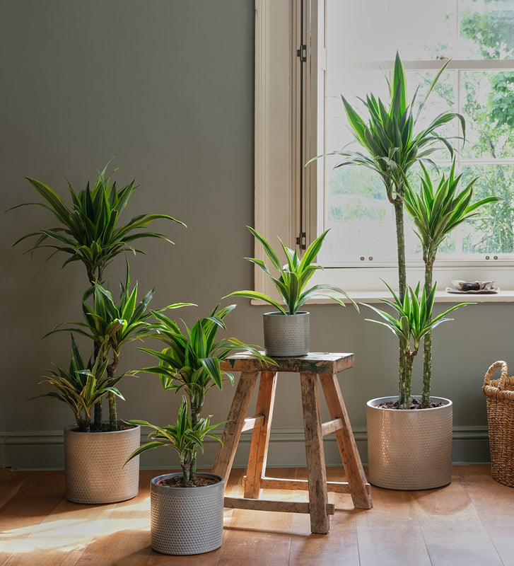 dracaena family plants Dracaena Lemon & Lime