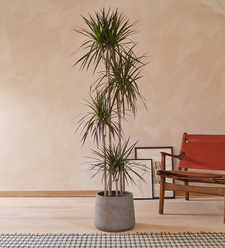 Dracaena Marginata Magenta