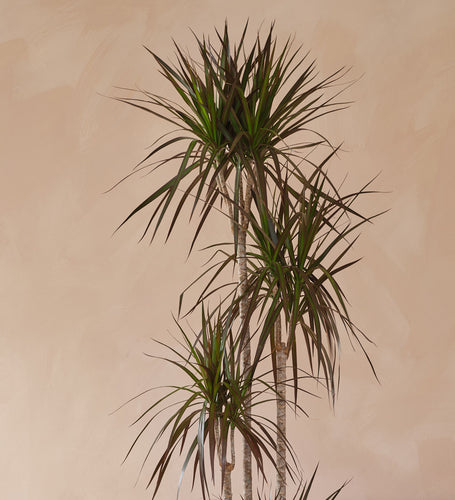 Dracaena Marginata Magenta