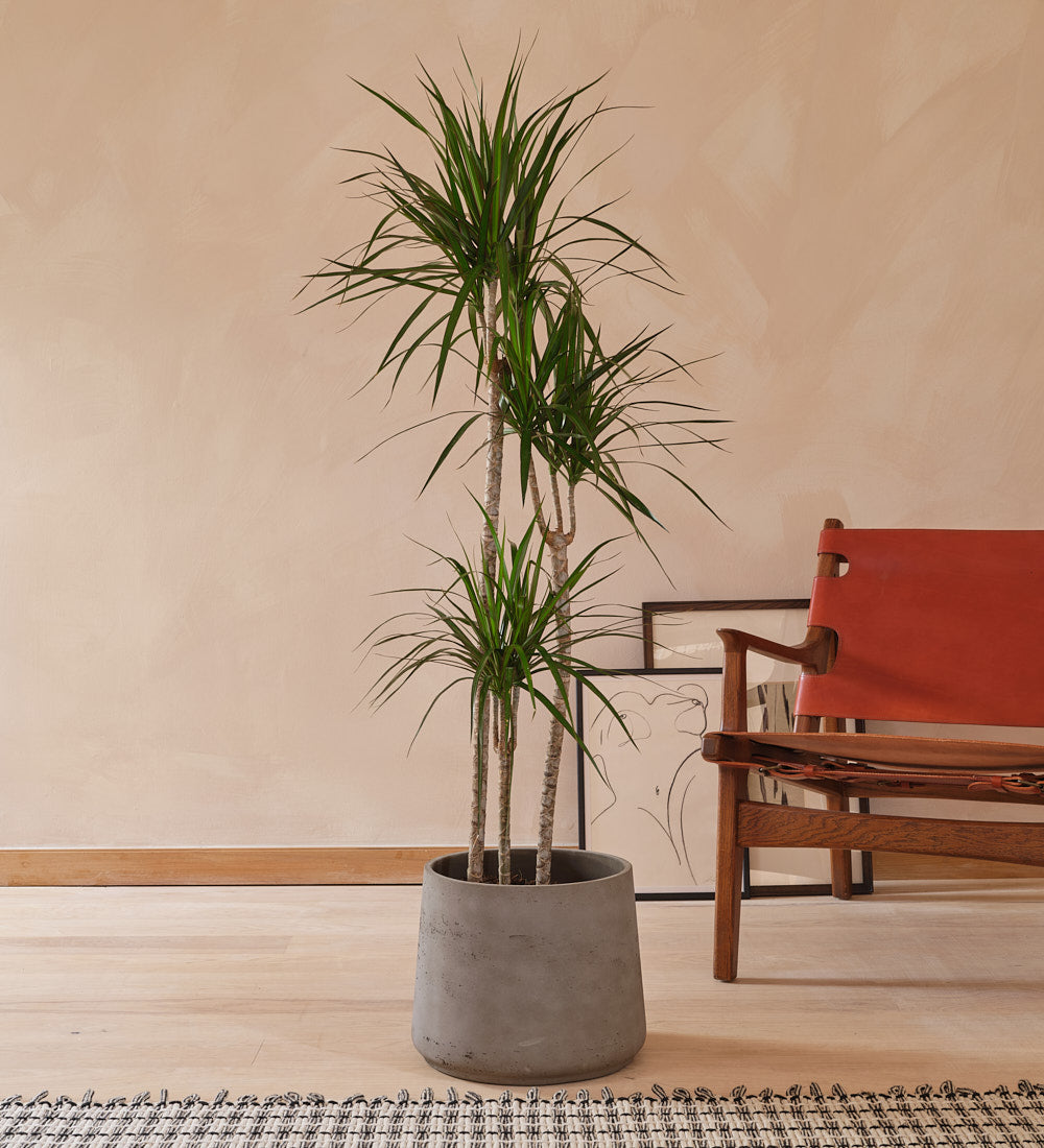 Dracaena Marginata Magenta