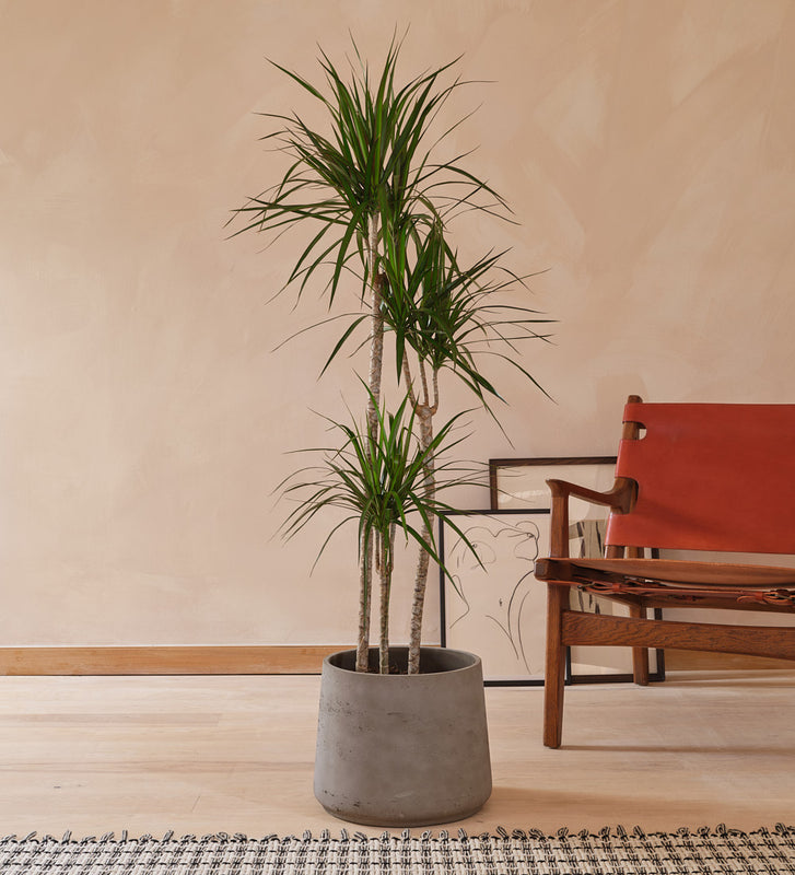 Dracaena Marginata Magenta