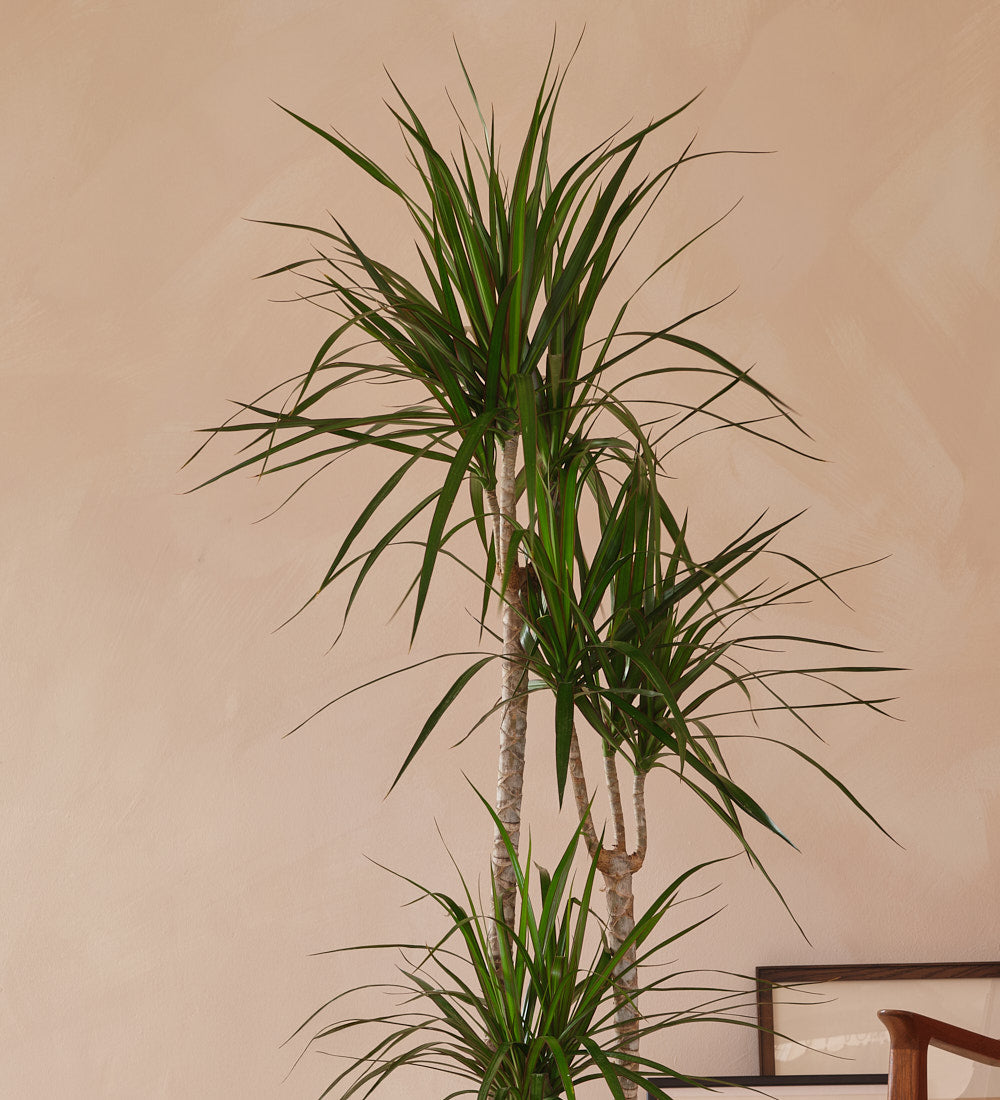 Dracaena Marginata Magenta