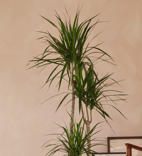 Dracaena Marginata Magenta
