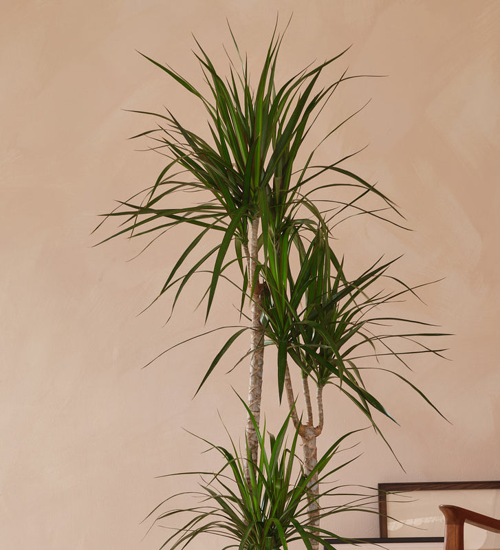 dracaena magenta Dracaena Marginata Magenta