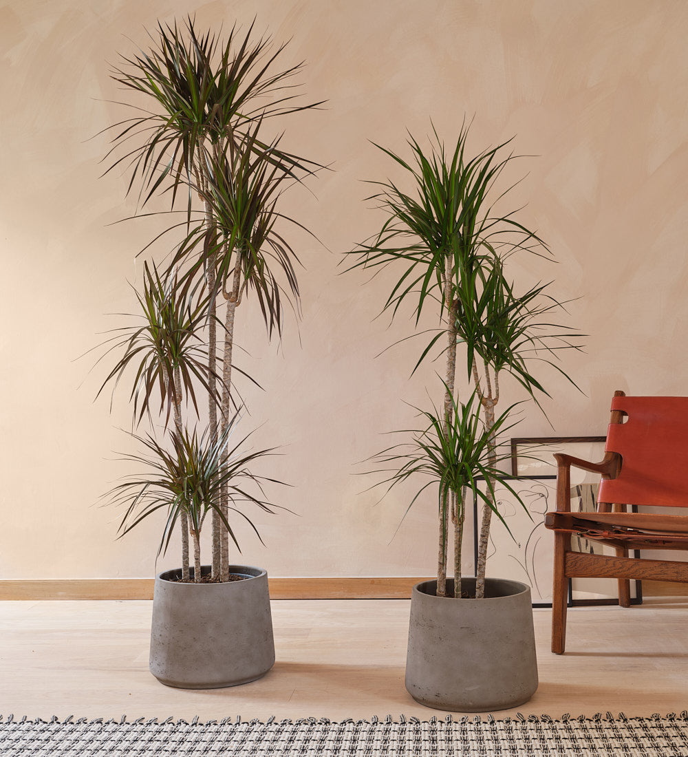 Dracaena Marginata Magenta