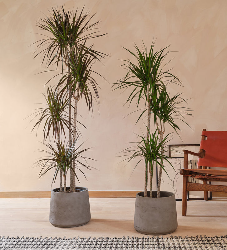 Dracaena Marginata Magenta