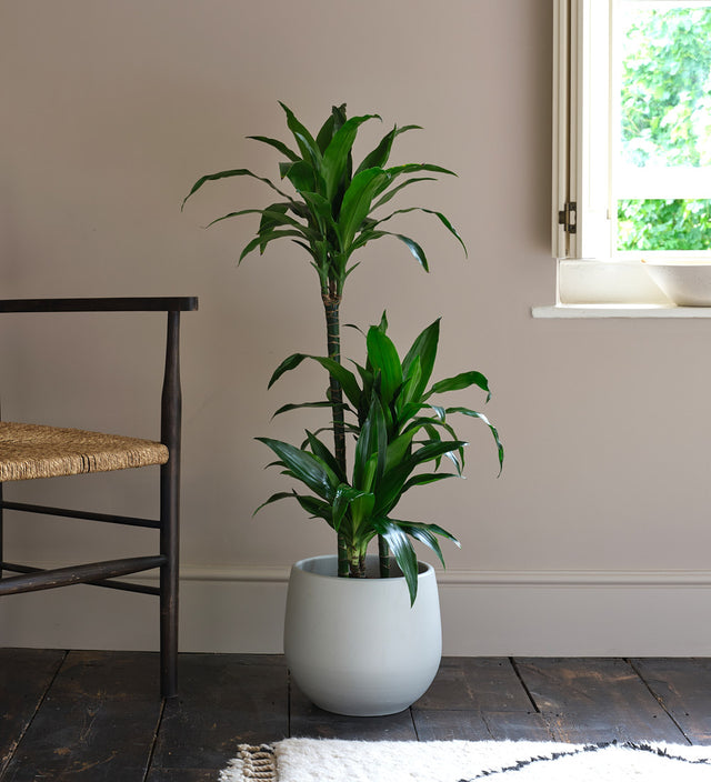 Dracaena Fragrans Steudneri Large