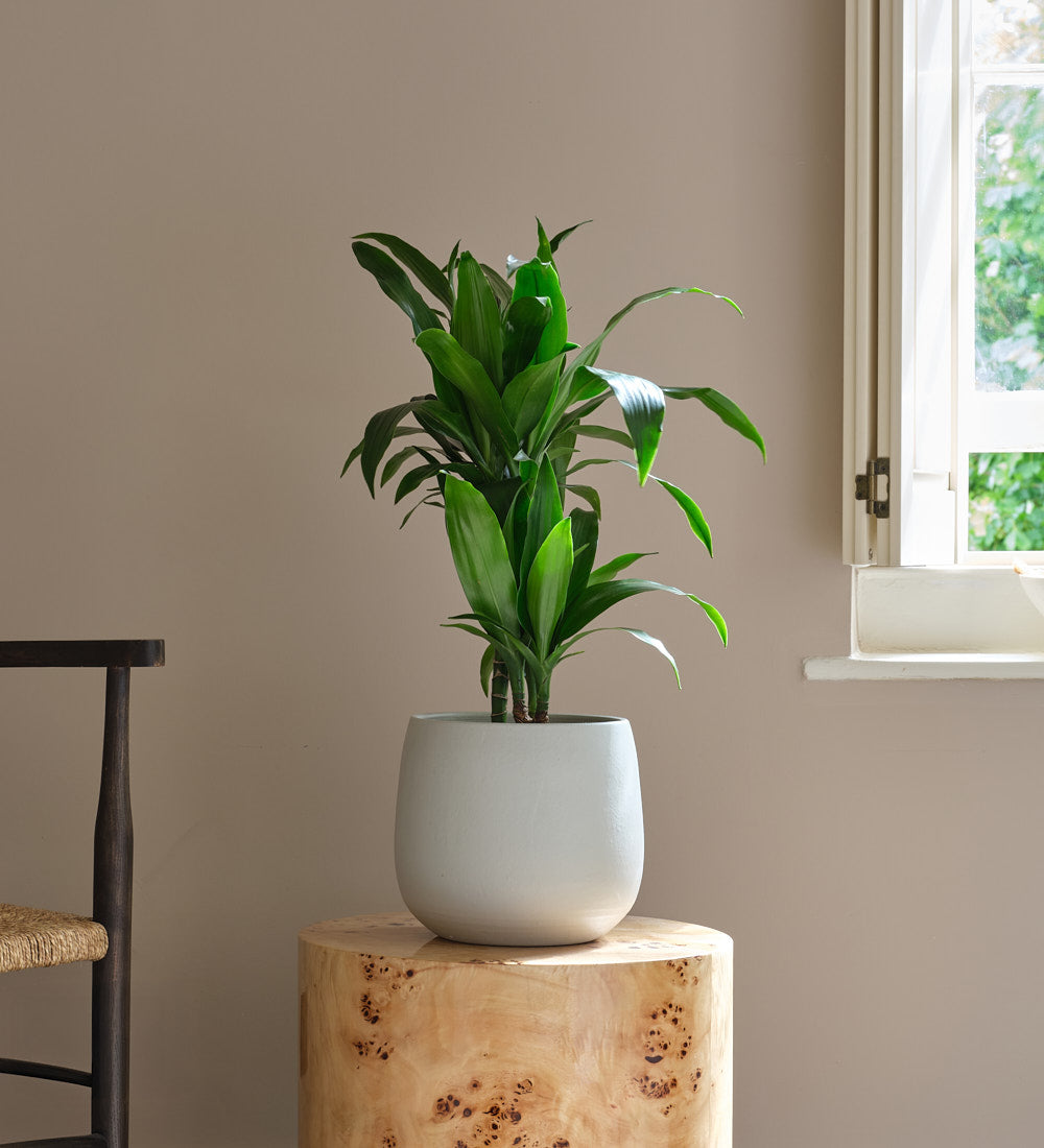 Dracaena Fragrans Steudneri
