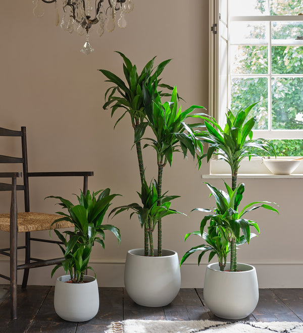 Dracaena Fragrans Steudneri